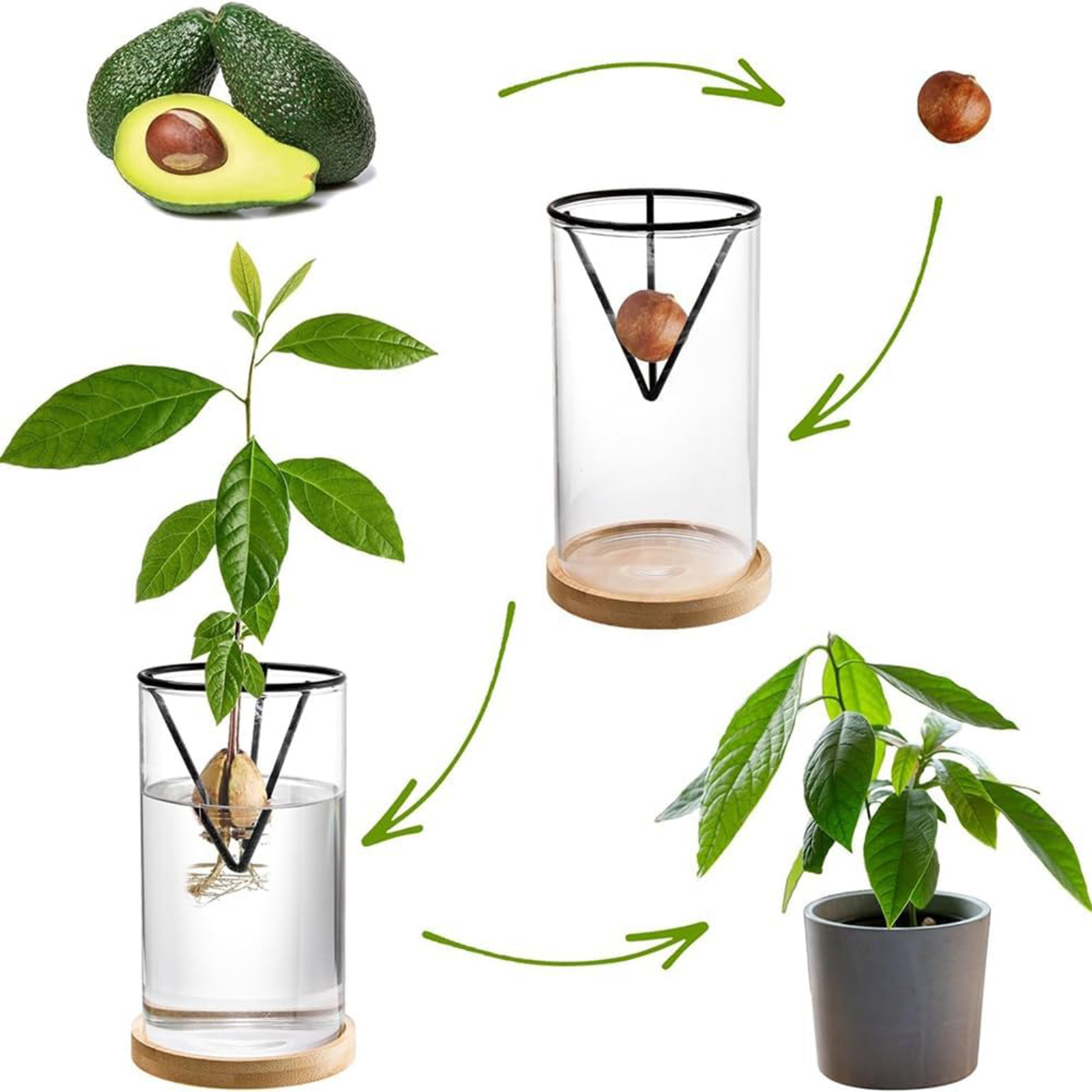 1Set Avocado Tree Growing Kits - đánh giá và giá Crystal Growing Kit